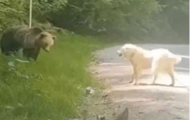 Μέτσοβο: Σκύλος τα βάζει με καφέ αρκούδα και βγαίνει νικητής – Δείτε εν δράσει τον θαρραλέο ποιμενικό