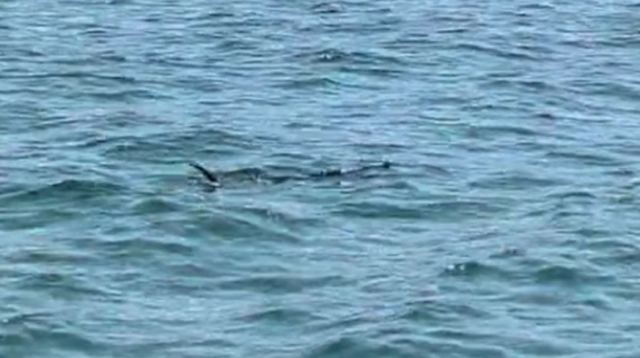 «Γιγαντιαίο» ψάρι έκανε την εμφάνισή του στον Παγασητικό - Πίστεψαν ότι είναι καρχαρίας