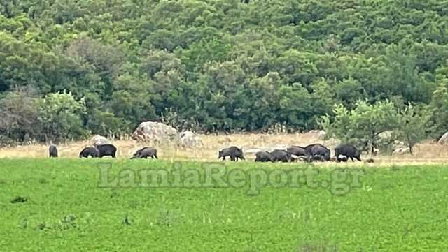 Φθιώτιδα: Κοπάδι από αγριογούρουνα βόσκει μέσα στα χωράφια (ΒΙΝΤΕΟ)