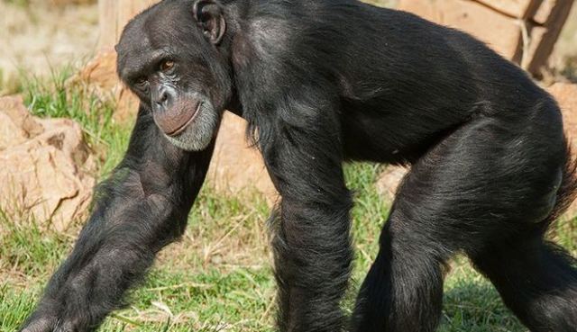 Αττικό Ζωολογικό Πάρκο: Θανατώθηκε χιμπατζής που διέφυγε από τον χώρο του