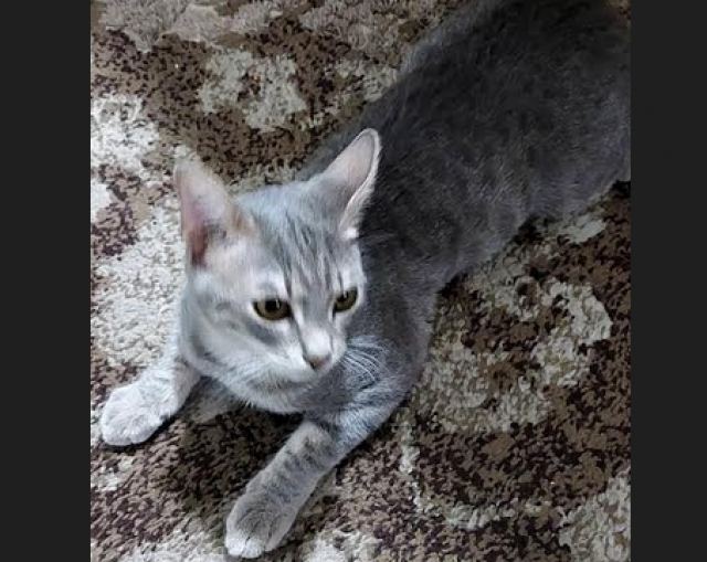 Χαρίζεται η γατούλα της φωτογραφίας