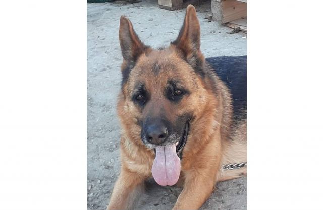 Χάθηκε ο Μπρούνο - Βοηθήστε να τον βρούμε