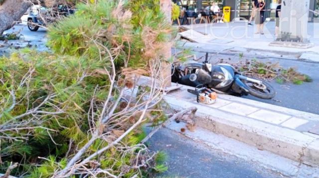 Βίντεο ντοκουμέντο: Η στιγμή της πτώσης του δέντρου στην Κρήτη που σκότωσε τον 51χρονο