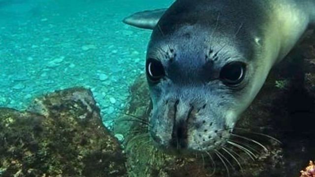 Mom: Αμοιβή 18.000 ευρώ για πληροφορίες που θα οδηγήσουν στη σύλληψη του δολοφόνου της φώκιας «Κωστής» στην Αλόννησο