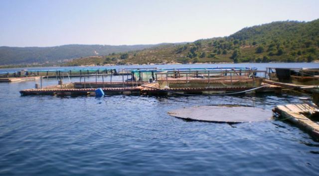 Εγκρίθηκαν 33 επενδυτικά έργα ιχθυοκαλλιεργειών στη Στερεά Ελλάδα