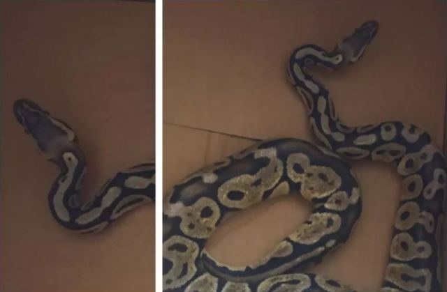 Αγία Παρασκευή: Πύθωνας έκανε βόλτες σε σαλόνι διαμερίσματος
