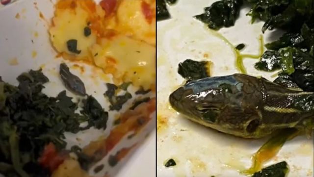 Φρίκαρε αεροσυνοδός όταν βρήκε κομμένο κεφάλι φιδιού στο γεύμα του αεροπλάνου (vid)