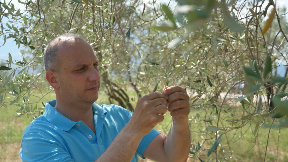 «Η ελιά είναι ευλογία για τη Φθιώτιδα»