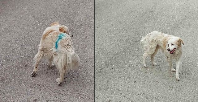 Μήπως το αναζητά κανείς;