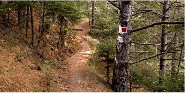 Μεσσηνία: Σε εξέλιξη έρευνα για τον εντοπισμό 64χρονου -Χάθηκε στο δάσος της Βασιλικής στον Ταΰγετο