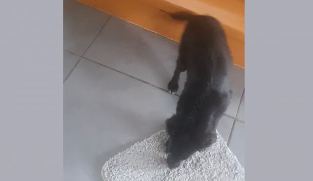 Χάθηκε σκυλάκι από την Ν. Άμπλιανη