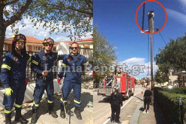 Λαμία: Πυροσβέστες έσωσαν γατάκι που είχε ανεβεί σε κολόνα (ΒΙΝΤΕΟ)