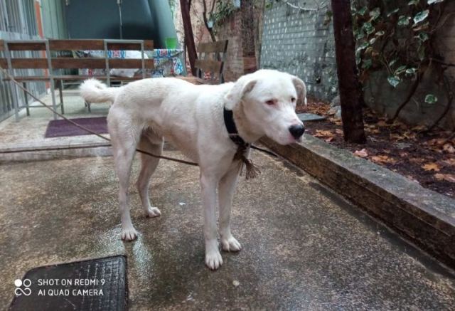 Βρέθηκε ο σκυλάκος της φωτογραφίας...