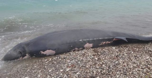 Ζιφιός εντοπίστηκε νεκρός στη Ρόδο -Είχε καταπιεί πλαστικά (ΦΩΤΟ)