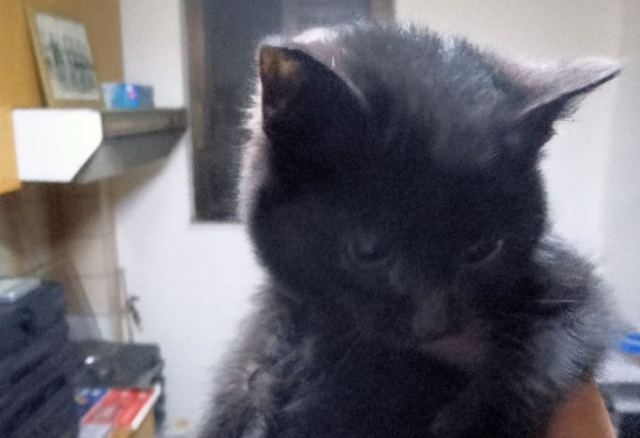 Βρέθηκε το γατάκι της φωτογραφίας....