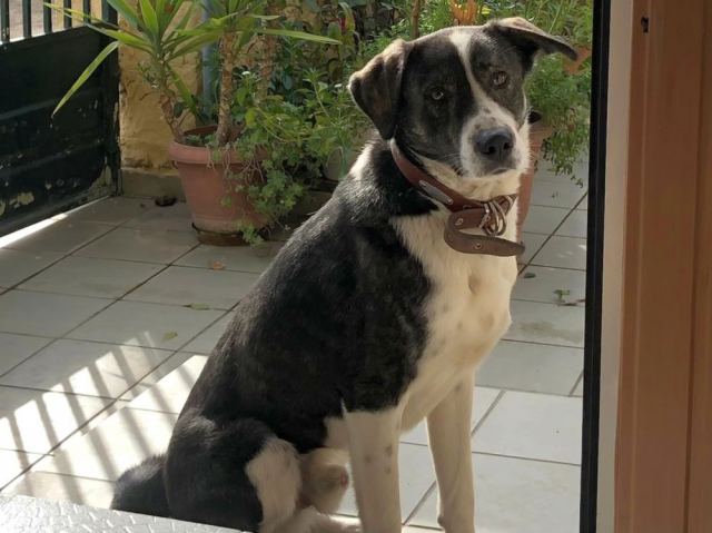 Μοσχοχώρι: Χάθηκε ο Γκούφη - Βοηθήστε να τον βρούμε