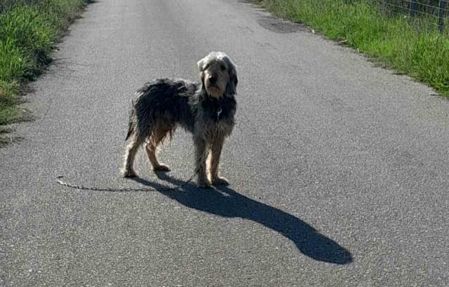 Ψάχνετε το σκυλάκι της φωτογραφίας;