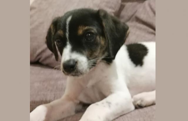 Ποιος θα υιοθετήσει αυτή τη φατσουλα?