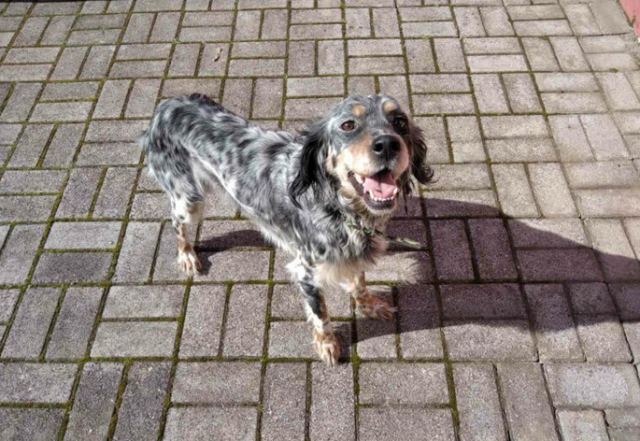 Λαμία: Μήπως αναζητάτε αυτό το σκυλάκι;