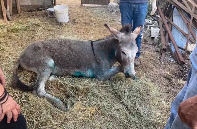 Ζίτσα: Σε ευθανασία οδηγείται το γαϊδουράκι που κακοποίησε ο ιδιοκτήτης του