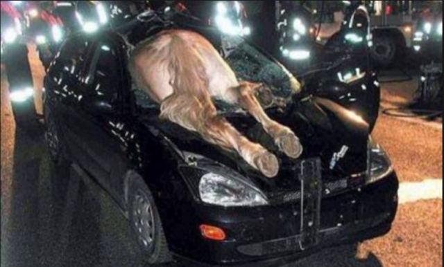 Αυτοκίνητο συγκρούστηκε με άλογο - Στο νοσοκομείο ο οδηγός