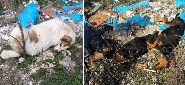 Λαμία: Δηλητηρίασαν τρία σκυλιά στον Προφήτη Ηλία