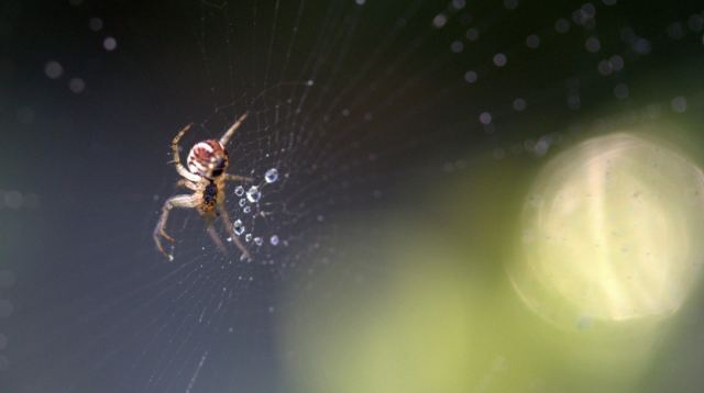 Ηλεία: Θεωρούμε ότι ήταν τσίμπημα καφέ αράχνης, λένε οι γιατροί στον Πύργο για τον θάνατο του 48χρονου - «Δεν υπάρχει αντίδοτο»