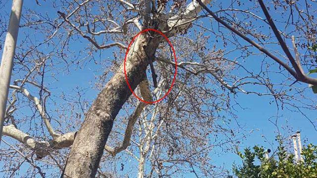 Λαμία: Προσοχή κρέμονται κλαδιά από πλάτανο