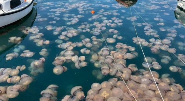 Μετά τις μωβ μέδουσες έρχονται και οι γαλάζιες - Η τρομακτική εικόνα από την Τεργέστη