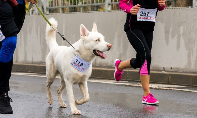 Βενεζουέλα: Σκυλιά έτρεξαν σε αγώνα για να συγκεντρωθούν χρήματα για καταφύγια