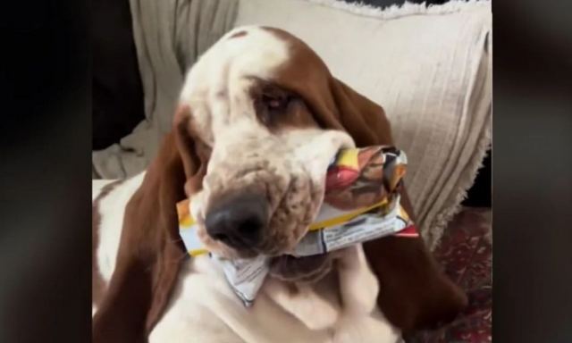 Σκύλος κλέβει τα πατατάκια του ιδιοκτήτη του και προκαλεί γέλιο μέχρι δακρύων