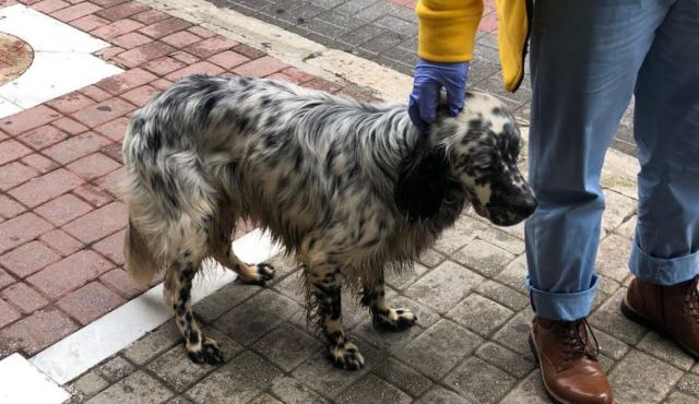 Αναζητούμε το σκυλάκι της φωτογραφίας - Μήπως το είδατε;