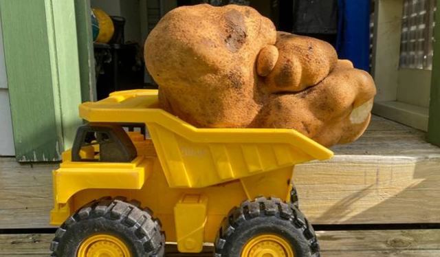 Ο Doug, η μεγαλύτερη πατάτα στον κόσμο, θα σταλεί για εξέταση DNA