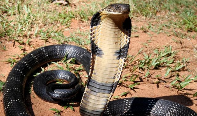 Ασύλληπτο: 54χρονος έβαλε κόμπρα να δαγκώσει σωσία του για να εισπράξει ασφάλεια ζωής 5 εκατ. δολαρίων!