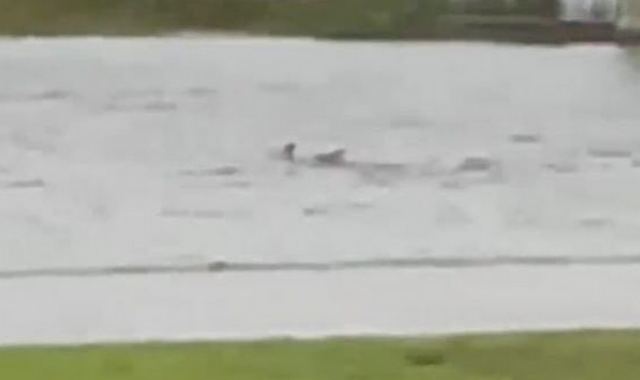 Απίστευτα βίντεο από τον κυκλώνα Ίαν: Καρχαρίας κολυμπούσε σε δρόμο της Φλόριντα!