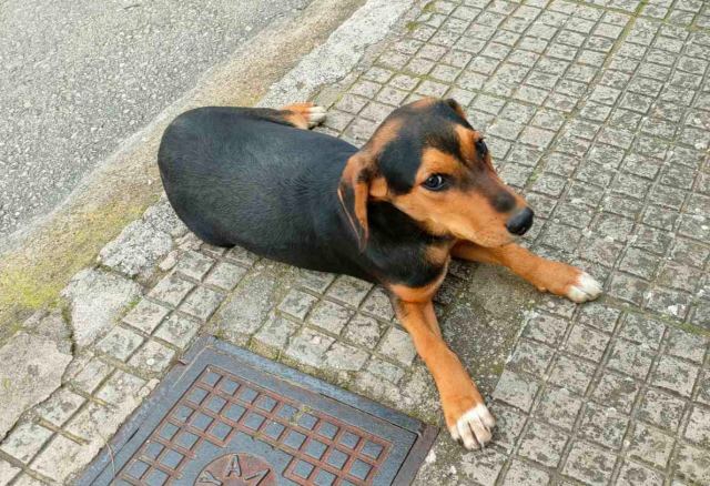 Μήπως ψάχνετε αυτό το σκυλάκι?