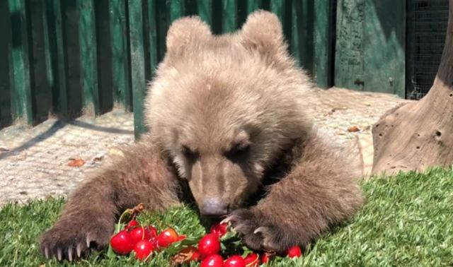 Ο Θωμάς, το ορφανό αρκουδάκι που υιοθέτησε ο Αρκτούρος τρώει κεράσια και «ρίχνει» το Facebook