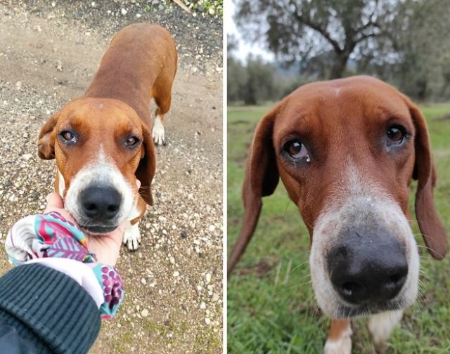 Θέλετε να υιοθετήσετε αυτό το σκυλάκι;