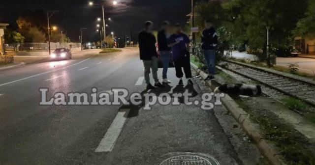 Τροχαίο με ντελιβερά και αδέσποτο σκύλο στη Λαμία - ΦΩΤΟ