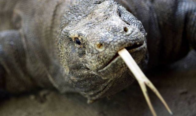 Βίασαν, σκότωσαν, μαγείρεψαν και έφαγαν... σαύρα υπό εξαφάνιση!