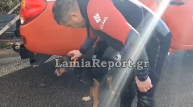 Λαμία: Έσωσαν σκυλάκι οι άνδρες της 7ης ΕΜΑΚ - ΒΙΝΤΕΟ