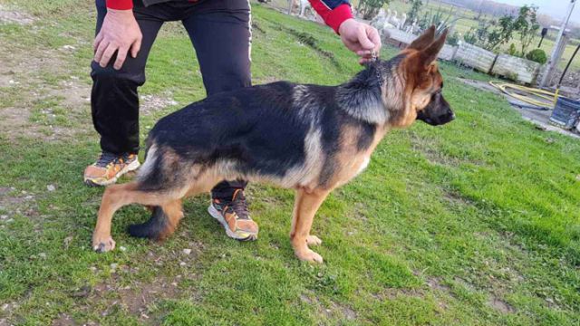 Λαμία: Το Ευχαριστώ του Πυροσβέστη στους συναδέλφους που έσωσαν το σκύλο του!