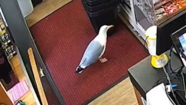 Ατρόμητος γλάρος μπούκαρε σε μίνι μάρκετ της Ουαλίας και έφυγε με ένα κρουασάν