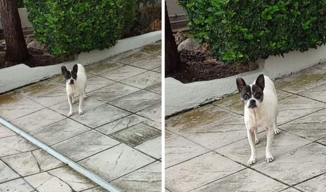 Μήπως αναζητάτε αυτό το σκυλάκι;