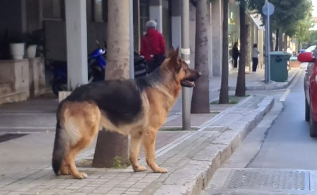 Μήπως ψάχνετε το σκυλάκι της φωτογραφίας;