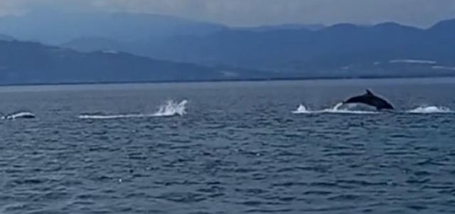 Ράχες: Κοπάδι με δελφίνια κοντά στην παραλία - ΒΙΝΤΕΟ