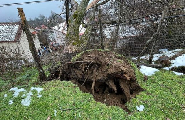 Φθιώτιδα: Τεράστια καρυδιά προκάλεσε black out (ΦΩΤΟ-ΒΙΝΤΕΟ)
