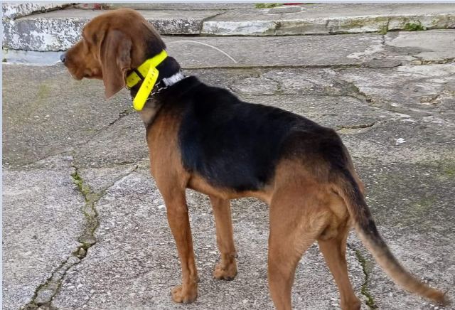 Βρέθηκε στο Δομοκό - Μήπως το ψάχνετε;