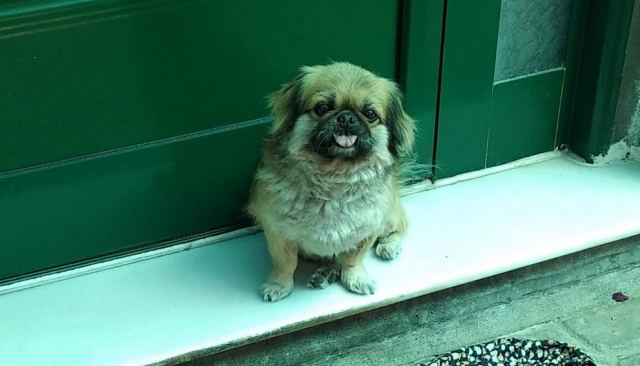 Χάθηκε ο ROCKY - Βοηθήστε να τον βρούμε