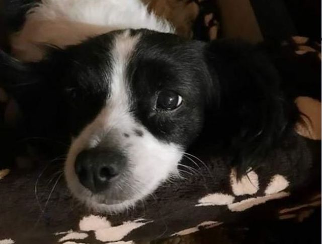 Ομβριακή: Χάθηκε η σκυλίτσα της φωτογραφίας